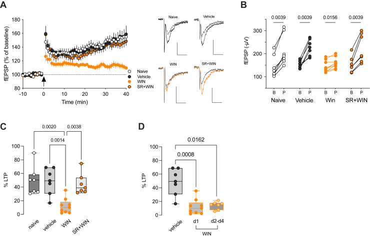 Single in vivo synthetic cannabinoid exposure durably impairs adolescent prefrontal LTP. (A) Grouped time courses (average ± SEM) of fEPSP responses expressed as the percentage of baseline before and after TBS (indicated by arrow). TBS induced LTP with similar time courses in naïve (n = 7 mice), vehicle- (n = 7 mice), and SR+WIN-treated mice (n = 7 mice). TBS-LTP was reduced in WIN-exposed mice (n = 9 mice). Representative traces averaged from 10 fEPSP responses before (gray) and 40 minutes after plasticity induction. Stimulation artifacts were blanked. Calibration: 100 μV, 10 ms. (B) fEPSP amplitudes of individual experiments during baseline and 30 to 40 minutes post TBS. Wilcoxon tests. (C) Box (median, 25th–75th percentiles) and whiskers (minimum to maximum) plot with individual values showing the percentage of potentiation measured 30 to 40 minutes after TBS (η2 = 0.463, p = .0018, Kruskal-Wallis test). Only p values < .05 are indicated. (D) Box plot showing that the reduction of TBS-LTP by WIN lasted up to the fourth day post intraperitoneal injection. The percentage of TBS-LTP decreased to 14.22% ± 2.16% (n = 7 mice) between 2 and 4 days after WIN injection. This level is comparable to the mean ± SEM observed 17 ± 1 hours after WIN exposure (12.2% ± 3.7%, n = 9 mice; day 1). Circles indicate individual values obtained for each mouse (η2 = 0.491, p = .0027, Kruskal-Wallis test). Only p values < .05 are displayed. B, baseline; d, day; fEPSP, field excitatory postsynaptic potential; LTP, long-term potentiation; P, post TBS; SR, SR141716A; TBS, theta burst stimulation; WIN, WIN 55,212-2.