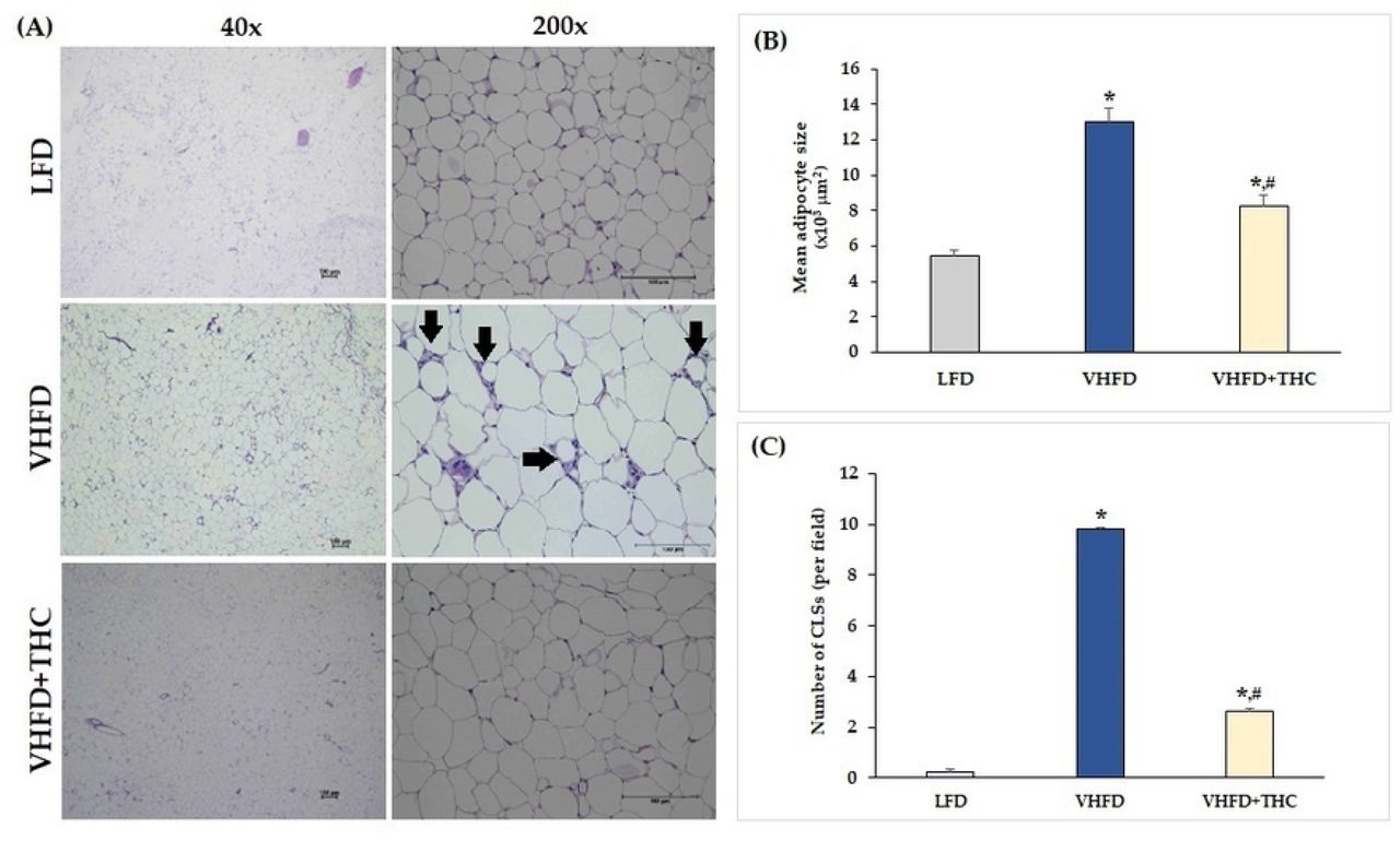 Effects of THC on adipose tissue morphology and inflammatory cell accumulation in VHFD-induced obese mice:(A) H&E staining of vWATs; arrows indicate representative structures of CLSs; left column, magnification 40x; scale bar = 100 μm; right column, magnification 200x; scale bar = 100 μm; (B) Mean adipocyte size; (C) Number of CLSs in WATs. Data are presented as mean ± SEM. *p < 0.001 vs. LFD group; #p < 0.001 vs. VHFD group.