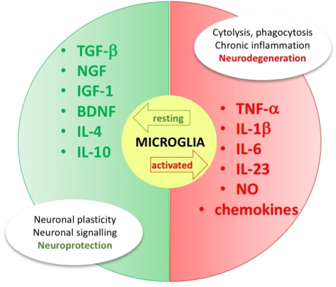 Effects of different phenotypic states of microglia (abbreviations in the text).