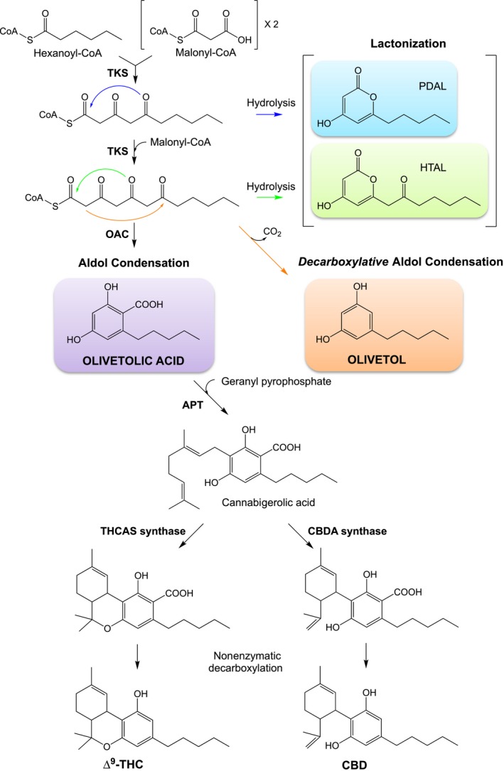 Biosynthetic pathway for the production of the two cannabinoids ∆9‐THC and CBD from hexanoyl‐CoA and malonyl‐CoA in Cannabis sativa. By‐products are HTAL and PDAL, respectively. The enzymes in the pathway are TKS, OAC, APT, THCAS and CBDAS. TKS reaction arrow colour coding of blue, green and orange corresponds to the formation of products PDAL, HTAL and olivetol, respectively.