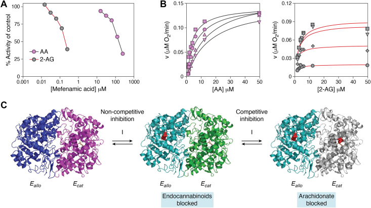 Substrate-selective inhibition of PGHS-2 oxygenation of 2-AG and AA by mefenamic acid.A, comparison of IC50's for mefenamate with 2-AG and AA. B, comparison of kinetics of inhibition by mefenamate for AA (left) and 2-AG (right). Reproduced under the ACS AuthorChoice/Editors' Choice usage agreement from (21). Copyright 2009 American Chemical Society. C, proposed mechanism for substrate selectivity of inhibition of 2-AG oxygenation. Far left—binding of heme to one subunit (pink) establishes this subunit as Ecat and the other as Eallo (navy blue). Center—when a substrate-selective inhibitor (red spheres) binds to Eallo with high affinity, a conformational change (turquoise) occurs that renders Ecat (green) unable to oxygenate 2-AG but retains activity with AA. Far right—lower affinity binding of the inhibitor to Ecat (gray) competitively blocks AA oxygenation as well. AA, arachidonic acid; 2-AG, 2-arachidonoylglycerol; PGHS, prostaglandin endoperoxide synthase.