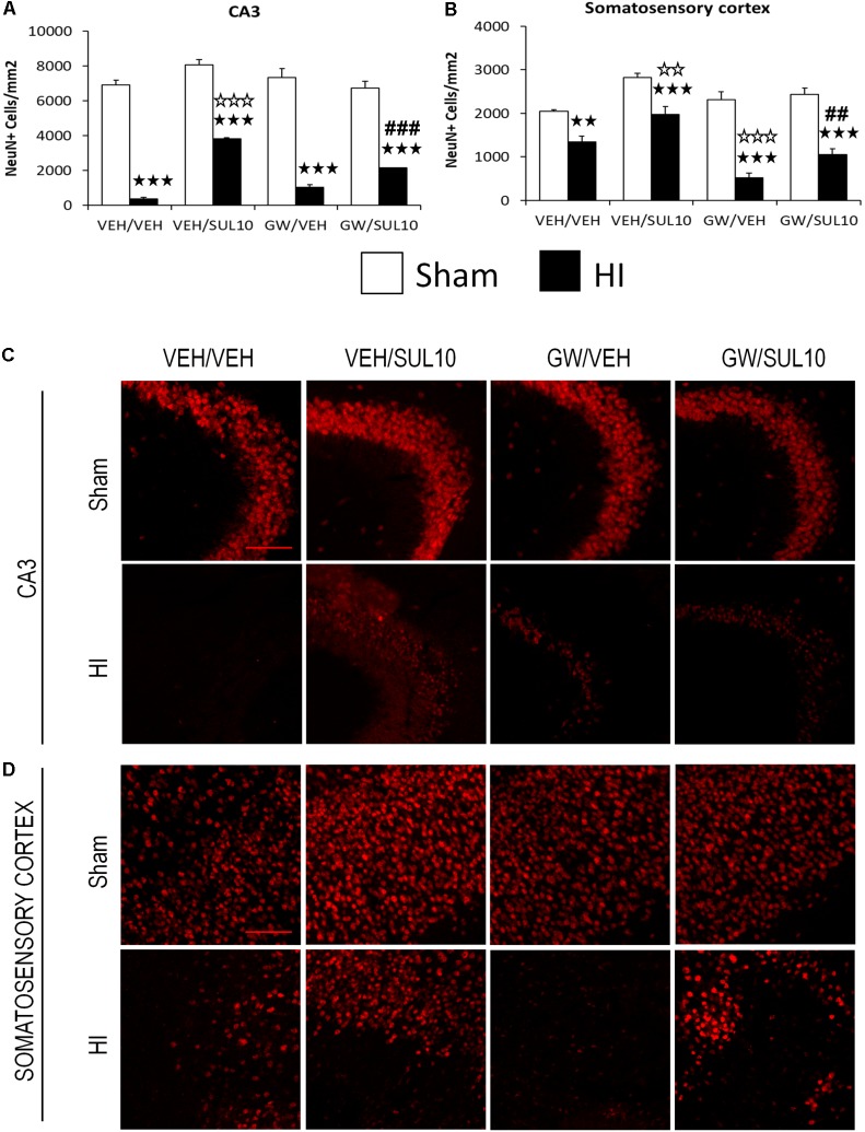 Effects of an acute administration of octadecylpropyl sulfamide (SUL10, 10 mg/kg) and GW6471 (GW, 1 mg/kg) on the number of NeuN positive cells induced by HI. (A) In the CA3, significant effects of antagonist [F(1,54) = 6.1, p < 0.05], treatment [F(1,54) = 44.5, p < 0.001] and lesion [F(1,54) = 818.3, p < 0.001], and significant interactions between antagonist and treatment [F(1,54) = 28.8, p < 0.001], and between treatment and lesion [F(1,54) = 28.0, p < 0.001] were revealed. (B) In the somatosensory cortex, significant effects of antagonist [F(1,54) = 12.8, p < 0.001], treatment [F(1,54) = 29.4, p < 0.001], lesion [F(1,54) = 104.2, p < 0.001], and significant interactions between antagonist and lesion [F(1,54) = 9.4, p < 0.01], and antagonist, treatment and lesion [F(1,54) = 3.7, p < 0.05] were observed. Data represent mean + SEM cells per mm2 in VEH/VEH (n = 11 HI mice; n = 7 sham-operated), VEH/SUL10 (n = 9 HI mice; n = 8 sham-operated), GW/VEH (n = 7 HI mice; n = 7 sham-operated), GW/SUL10 (n = 5 HI mice; n = 8 sham-operated) treatment groups. The panels show representative images of NeuN expression in the ipsilateral of CA3 (C) and somatosensory cortex (D). Scale bar = 100 μm. p < 0.01, p < 0.001 vs. sham-operated mice of the same group; p < 0.01, p < 0.001 vs. VEH/VEH HI mice; ##p < 0.01, ###p < 0.001 vs. VEH/SUL10 HI mice.