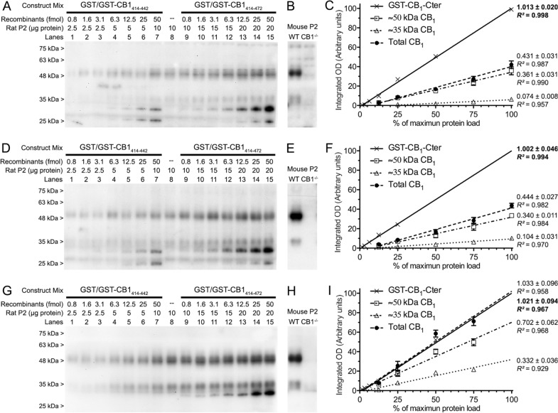 Quantitative Western blot analysis of CB1 receptor density on P2 membranes from rat brain cortex. A, D, G Increasing amounts of total protein from P2 membranes were loaded together with increasing molar amounts of combined GST/GST-CB1414-442 or GST/GST-CB1414-472 recombinant proteins, resolved side by side on SDS-PAGE and processed for immunoblotting using CB1-Af380 (A), CB1-Af450 (D) and CB1-ImmGs (G) polyclonal antibodies, all raised against the 31 amino acid sequence at the C-terminus of the CB1 receptor. B, E, H Immunoreactive bands profile detected in P2 samples of brain cortex from adult CB1-WT and CB1-KO mice were used to identify the CB1 receptor-specific signals detected by CB1-Af380 (C), CB1-Af450 (F) and CB1-ImmGs (I) antibodies. C, F, I Slopes obtained by linear regression analysis of the integrated optical density (Integrated OD) values of immunoreactivity corresponding to the endogenous CB1 receptor in P2 membranes and to the recombinant construct GST-CB1414-472. The integrated OD values were obtained by densitometric analysis of the immunoreactive bands produced by the endogenous CB1 receptor at ~ 50 and ~ 35 kDa and by the recombinant standard GST-CB1414-472 (subtracting the value of the non-specific signal produced by the GST-CB1414-442 protein) at increasing sample loads