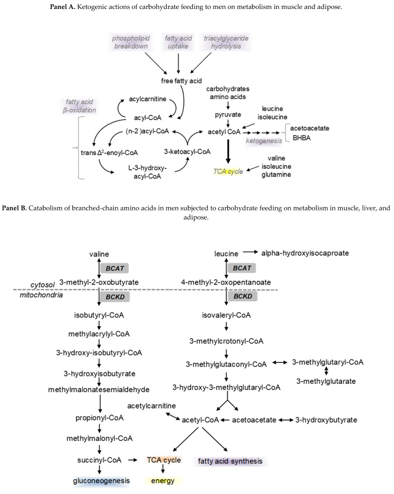 Effects of feeding different levels of dietary carbohydrate to men on metabolism. Serum metabolites in the same male subjects (n = 9) after consuming low (35 g), moderate (125 g), or high (350 g) daily intake of carbohydrates for 3-week periods (diets described in Table 2). Panel A illustrates how the low-carbohydrate diet induced a ketogenic response of lipid breakdown to liberate fatty acids for oxidation, ketogenesis, and the catabolism of amino acids to fuel the TCA cycle via acetyl CoA. Panel B represents the catabolism of branched-chain amino acids (BCAA) during a low carbohydrate diet. Panel C illustrates the catabolism of amino acids and their carbon skeleton to fuel the TCA cycle under a low carbohydrate diet (Watkins et al., 2014 [49]).