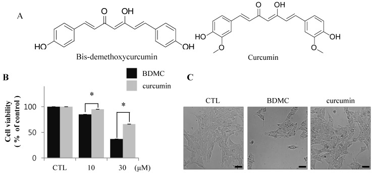BDMC induces apoptosis in HSC-T6 cells. (A) The chemical structures of BDMC and curcumin; (B) Following treatment of cells with BDMC and curcumin (10 and 30 μM) for 24 h, MTT assay was performed to assess cell viability; (C) The change of morphology in cells treated with BDMC (30 μM) for 24 h was observed by light microscopy; (D) Cells were incubated with 10 and 30 μM of BDC or curcumin for 24 h and subsequently stained with Annexin-V/PI. The lower right quadrant (Annexin-V+/PI-) and upper right quadrant (Annexin-V+/PI+) present the percentage of cells in early and late apoptosis, respectively; (E) The expression of cleaved PARP and cleaved casapase-3 was analyzed by western blot, with β-actin used as a loading control. Data are expressed as mean ± S.D. (n = 3), * p < 0.05.