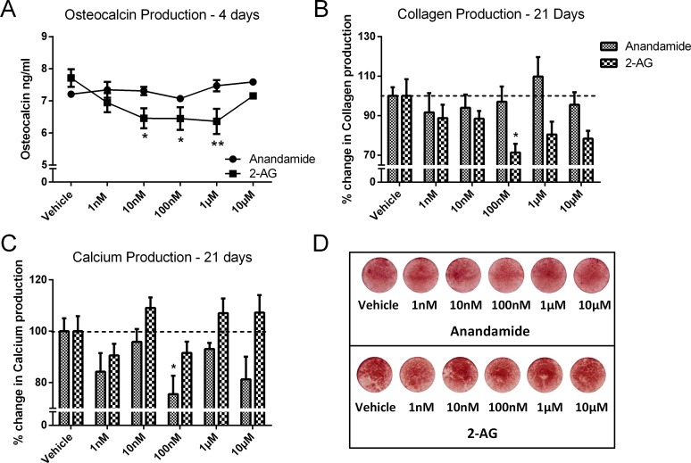 Effect of anandamide and 2-AG treatment on late differentiation markers of HOBs.(A) Osteocalcin production in cells treated with increasing concentrations of anandamide or 2-AG for 4 days, and (B) collagen production of treated cells after 21 days. (C) Mean quantative analysis of calcium production of cells after 21 days treatment, as measured by alizarin red S staining, and (D) representative images of alizarin red S stained cells, showing calcium deposits. Values are expressed as a percentage of the vehicle, dotted line at 100%. Data given as mean ± S.E.M., n = 4–10, from 1–3 experiments. * P<0.05, ** P<0.01; one—way ANOVA with Sidak’s multiple comparisons test.