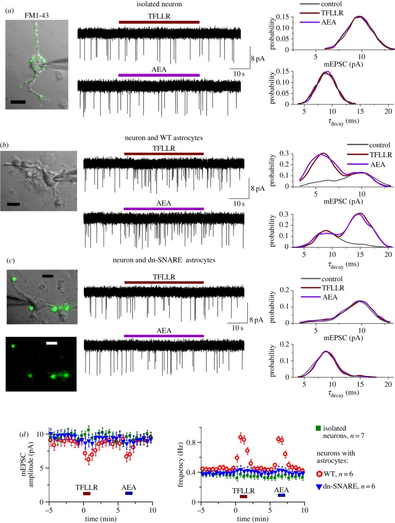 (Overleaf.) Detection of ATP release from astrocytes using modified ‘sniffer-cell’ method. Parameters of the technique of non-enzymatic cell dissociation [12,25,28,29] were optimized to yield either isolated neurons (a) or neurons attached to one or a few astrocytes (b,c). This dissociation technique allows neurons to retain functional synapses [12]. Whole-cell currents were recorded in the acutely dissociated neocortical pyramidal neurons at a membrane potential of −80 mV in the presence of CNQX (50 µM), D-APV (30 µM) and picrotoxin (100 µM). Currents recorded in neocortical neurons under these conditions are mediated predominantly by P2X receptors to ATP [25,29]. This can make neurons native detectors of ATP release. Astrocytes were activated by 1 min-long application of agonists of PAR-1 receptors (TFLLR) and CB1 receptors (AEA). (a) Whole-cell currents were recorded in the isolated neuron simultaneously with staining with synaptic vesicular marker FM1-43. Prior to recording, the cell was pre-incubated with 3 μM FM1-43 for 15 min, then dye was washed out for 15 min. From left to right: representative fluorescent and gradient contrast image of neuron showing punctate staining with FM1-43, the traces showing spontaneous synaptic currents and distributions of mEPSCs amplitude and decay time pooled for seven neurons. Note that application of TFLLR and AEA did not change the frequency of mEPSCs and did not alter their amplitude or decay time distribution. (b) Similar recordings were made in the neuron attached to a few astrocytes after their dissociation from neocortex of WT mice. After recordings, identification of astrocytes was confirmed by their functional properties as described in Material and methods. Both TFLLR and AEA caused the appearance of a large number of ATP-mediated mEPSCs. This was associated with appearance of additional peaks in the amplitude and decay time distributions, correspondingly at lower amplitude and slower decay time. (c) Both TFLLR and AEA did not have marked effect when neuron and astrocytes were dissociated from neocortex of dn-SNARE mice. Green fluorescence confirms the dn-SNARE expression in the astrocytes attached to the neuron. (d) Time course of changes in the amplitude and frequency of spontaneous purinergic currents during application of TFLLR and AEA (10 µM). Dots represent values averaged over a 30 s time window; data are shown as mean ± s.d. for number of neurons as indicated. Difference between WT and dn-SNARE mice in the effect of TFLLR and AEA on mEPSC frequency was significant with p < 0.005 (t-test). (Online version in colour.)