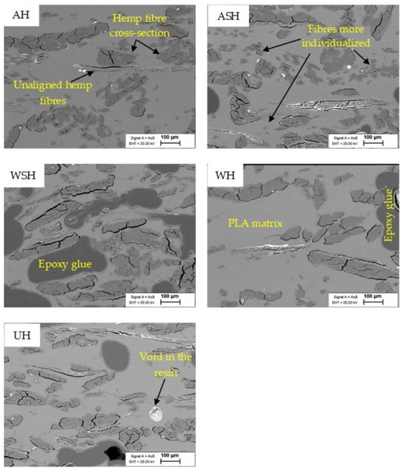Cross-section SEM images of UH, WH, WSH, AH, and ASH composites from 30 wt.% hemp fibers.