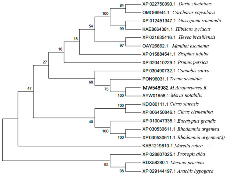 The phylogenetic tree based on the amino acid sequence of the ZIP4 gene from mulberry (M. atropurpurea R.) and other homologous sequences from 19 different species. The protein accessions for the ZIP4 homologs and source species are given to the right of the figure. The evolutionary tree was established in the MEGA 6.0 program using the minimum-evolution test method. The numerals at the branch points indicate bootstrap percentages.