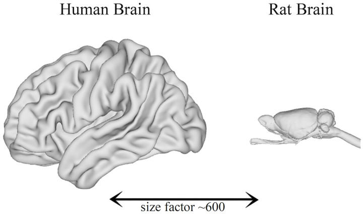 Comparison between the brain size of humans and rats (Bakker et al., 2015).