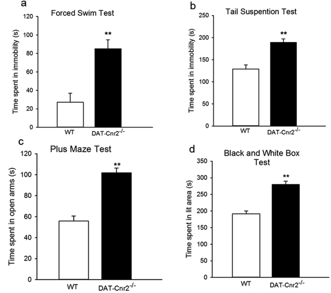 CB2Rs in dopamine neurons modifies depression- and anxiety-like behaviors. (a–d). In the acute depression-like behavioral tests the DAT-Cnr2 cKO mice spent significantly more time immobile in the forced swim test (a) and in the tail suspension test (b) than the wild type mice. Whereas in the elevated plus-maze and two compartment black and white box anxiety tests, the DAT-Cnr2 cKO mice spent significantly more time in the open arms of the plus-maze (c) and the white chamber of the two compartment black and white box (d) than the wild type mice. Values are presented as mean ± SEM with 10–12 mice per group and **P < 0.01 for DAT-Cnr2 cKO and wild type mice.
