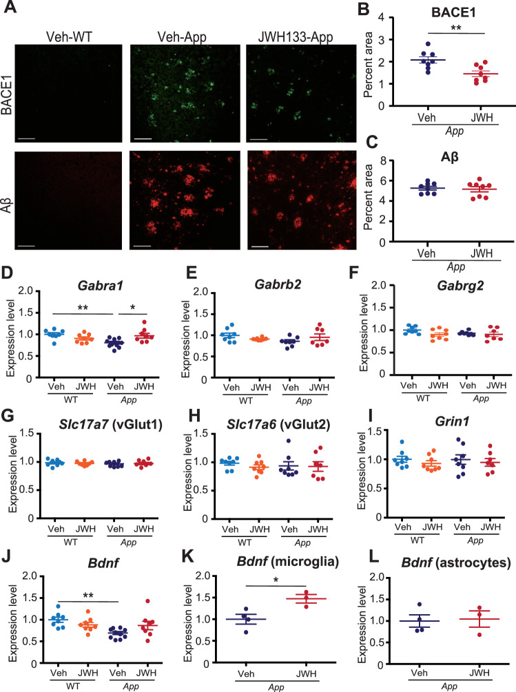 JWH 133 administration suppresses dystrophic presynaptic terminals surrounding amyloid plaques but not amyloid deposition.A Representative micrographs showing BACE1 (green) and Aβ (red) in the cerebral cortices of Veh- or JWH 133-administered WT or AppNL-G-F/NL-G-F mice. Scale bar: 100 μm. B, C Percentage of the area immunopositive for BACE1 (B) or Aβ (C) in the cerebral cortices of Veh- or JWH 133-administered AppNL-G-F/NL-G-F mice. Values are represented as means ± SEM. [n = 8. Seven sections per mouse were quantified.] *p < 0.05 and **p < 0.01 (Student’s t-test). D–I Expression levels of mRNAs in the cerebral cortices from JWH 133-administered WT and AppNL-G-F/NL-G-F mice were determined using quantitative PCR. Relative expression levels of GABAergic markers (Gabra1, Gabrb2 and Gabrg2) are plotted as means ± SEM (D–F). Relative expression levels of glutamatergic markers (Slc17a7, Slc17a6 and Grin1) are plotted as means ± SEM (G–I). [Veh-WT (n = 8), JWH 133-WT (n = 8), Veh-AppNL-G-F/NL-G-F (n = 8), and JWH 133-AppNL-G-F/NL-G-F (n = 7)]. *p < 0.05 and **p < 0.01 (two-way ANOVA) (D–I). J–L Expression levels of mRNAs in the cerebral cortices and glial cells isolated from JWH 133-administered WT and AppNL-G-F/NL-G-F mice determined using quantitative PCR. Relative expression levels of Bdnf are plotted as means ± SEM (J: cerebral cortex, K: microglia, and L: astrocytes). [Cortex: Veh-WT (n = 8), JWH 133-WT (n = 8), Veh-AppNL-G-F/NL-G-F (n = 10), and JWH 133-AppNL-G-F/NL-G-F (n = 8), microglia/astrocyte: Veh-AppNL-G-F/NL-G-F (n = 4) and JWH 133-AppNL-G-F/NL-G-F (n = 3)]. *p < 0.05 and **p < 0.01 (two-way ANOVA or Student’s t-test).