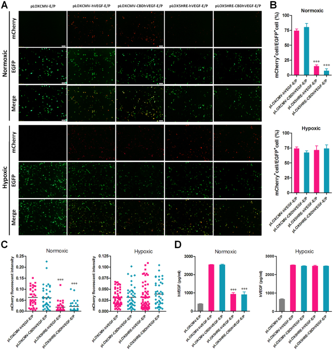 Controlled expressions of hVEGF-Flag-T2A-mCherry and CBD-hVEGF-Flag-T2A-mCherry fusion proteins under hypoxic conditions. HEK293T cells were transfected with various pLOXCMV-EP-based lentiviral vectors and incubated under normoxic or hypoxic conditions for 24 h. (A–C) The expression of mCherry and EGFP was examined by fluorescence microscopy. (A) A representative microscopic image for each condition is shown (scale bar = 100 μm). (B) Percentage ratio of mCherry positive cells to EGFP positive cells was examined as described in SI Materials and Methods. ***p < 0.001 versus CMV promoter. (C) The quantification of mCherry fluorescence intensity was performed as described in SI Materials and Methods. ***p < 0.001 versus CMV promoter. (D) VEGF concentration in the culture supernatants were analyzed by a human VEGF ELISA Kit. ***p < 0.001 versus CMV promoter.