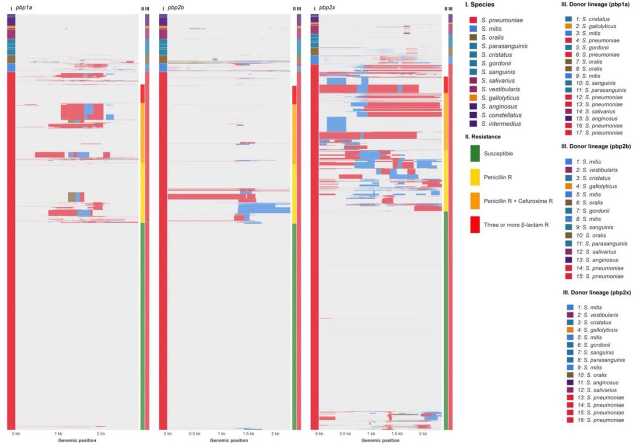 Horizontal gene transfer via recombination events across species in pbp1a, pbp2b, and pbp2x. For each panel, recipient species are marked on the left side with colors, and donor lineage is marked to the right of the panels. For S. pneumoniae, predicted resistance patterns are listed on the right side of each panel and coded by colors. Rows represent individual isolates grouped by species. The x axis shows genomic position in kilobases. Colored blocks across the alignments show recombined fragments detected by fastGEAR. Blocks sharing the same color represent fragments that originate from the same donor lineage based on dominant species detected by fastGEAR recombination lineages. Distinct colors highlight donor contributions from S. mitis, S. oralis, and S. pneumoniae.