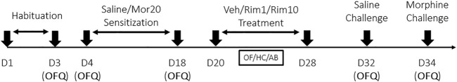Design of experiments 1–3. OFQ, Open-Field Quantification of locomotor activity; Mor20, Morphine (20 mg/kg, i.p.); Veh, Vehicle (i.p.); Rim1, Rimonabant (1 mg/kg, i.p.); Rim10, Rimonabant (10 mg/kg, i.p.); OF, Open-field (drug-associated environment); HC, home-cage; AB, activity box (novel environment). Sensitization: every other day treatment with morphine or saline. Treatment: daily treatment with vehicle or rimonabant in the open-field (Experiment 1), in the home-cage (Experiment 2) or in the activity box (Experiment 3).