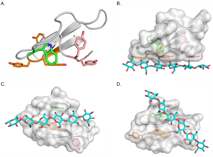 Structure model of the CBD domain of P. crustosum endoglucanase EGL1 and putative substrate-binding models.(A) Cartoon presentation of the 3-dimension model of CBD. The putative residues critically important for substrate binding are presented as sticks. The carbon atoms of aromatic residues situated in the first (Y451, Y452), middle (W459), and last (Y477, Y478, Y479) regions are presented in pink, green, and orange, respectively. (B) As in (A), the transparent surface of CBD is shown, and a cellohexose molecule is docked to three aromatic residues Y451/Y477/Y478 arranged in a linear mode manually. (C) As in (B), for Y452/Y477/Y478. (D) As in (B or C), for /Y451/Y452/W459.