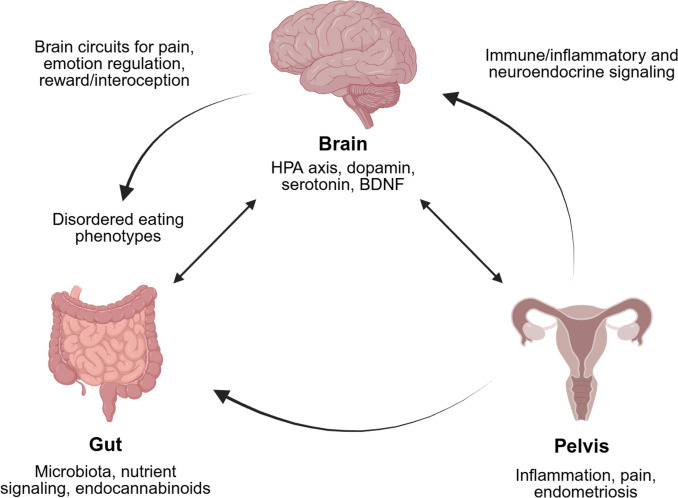 Bidirectional interactions between the brain, gut, and pelvis in modulating inflammation, pain, and endometriosis: an integrated network of neuroendocrine, immune and metabolic signaling also contributing to disordered eating phenotypes. Created in BioRender. Camoglio, C. (2026) https://BioRender.com/y3jwmzt