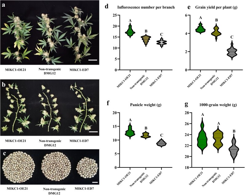 Performance of CsMIKC1-overexpressing transgenic plants and CsMIKC1 mutants in the greenhouse. a, b Dissected branches of MIKC1-OE21 with CsMIKC1 overexpressed, and MIKC1-ED7 with CsMIKC1 edited. c Grains per plant harvested from (left to right) MIKC1-OE21, non-transgenic DMG12, and MIKC1-ED7 plants. Scale bars represent 1 cm. d–g Average effects of CsMIKC1 on inflorescence number per branch (d), grain yield per plant (e), panicle weight (average weight of all inflorescences collected from one branch) (f), and 1000-grain weight (g) over the transgenic families. Each transgenic event was designed to have 19 independent plants for testing. There were 19 non-transgenic plants set as control. The mean value was statistically analyzed, and ANOVA with Tukey’s HSD test was used to determine the significance level between non-transgenic and transgenic plants. Uppercase letters indicate significant differences (P < 0.001). Bars indicate the standard error.