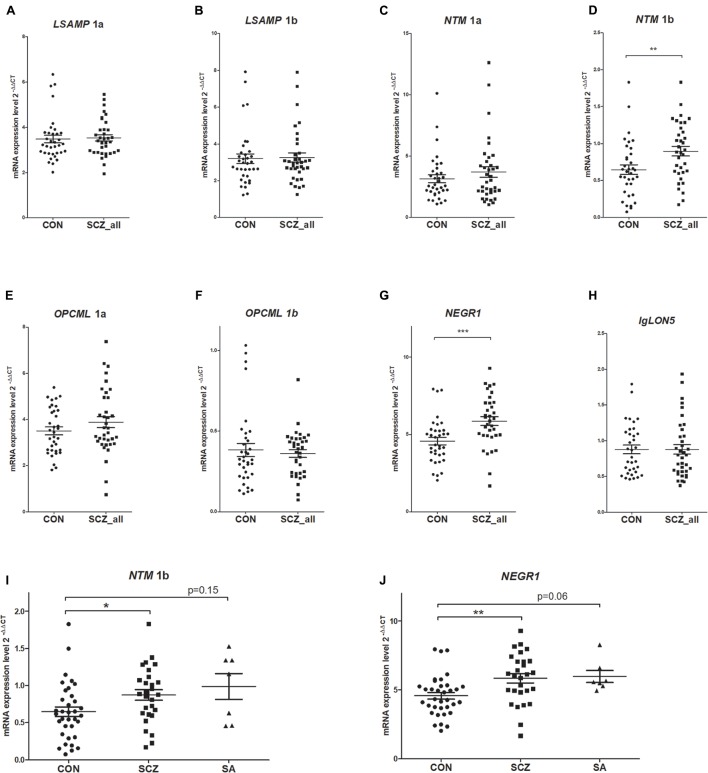 Expression levels in the brains of controls (CON, n = 36) and patients with schizophrenia (SCZ_all, n = 36) for LSAMP 1a (A), LSAMP 1b (B), NTM 1a (C), NTM 1b (D), OPCML 1a (E), OPCML 1b (F), NEGR1 (G), and IgLON5 (H) transcripts. The patients with schizoaffective subtype (SA, n = 7) of schizophrenia were separated from the patient group (SCZ, n = 29) for NTM 1b (I) and NEGR1 (J). Whiskers represent means ± SEM. ∗∗∗p < 0.001, ∗∗p < 0.01, ∗p < 0.05 vs. control. As there was no significant difference between the gene expression values of the schizoaffective group and other schizophrenic patients (p = 1), we have used the data for all patients (SCZ_all) for the consequent analysis (such as logistic regression and ANCOVA).