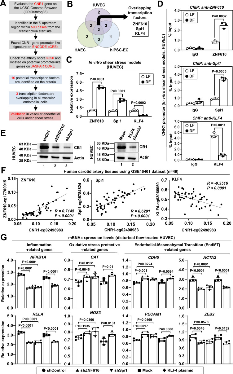 Transcriptional regulation of endothelial CNR1 expression. A-C Identification of potential transcription factors through analysis of CNR1 promoter sequences. A Workflow for screening potential transcription factors involved in CNR1 expression. B Venn diagram illustrating the overlap among the ten highest-scoring hits identified via the UCSC Genome Browser (https://genome.ucsc.edu/), which are expressed in all three types of endothelial cells (HUVECs, HAECs, and hiPSC-ECs). C The mRNA expression levels of three transcription factors (KLF4, ZNF610, and Spi1) in HUVECs were quantified by qPCR. The mRNA expression levels were normalized to those of GAPDH. D Different antibodies were used for ChIP-qPCR to measure the binding of ZNF610, Spi1, and KLF4 to the CNR1 promoter in HUVECs under shear stress. Data were analyzed and are plotted as percent (%) of input DNA. E Roles of ZNF610, Spi1, and KLF4 in regulating CB1 expression and endothelial functions. HUVECs were transfected with shRNA to knock down ZNF610 or Spi1 or with a plasmid to overexpress KLF4, followed by exposure to disturbed flow for 24 h. Total cell lysates were analyzed by Western blotting using the indicated antibodies. F Correlations between CNR1 and three transcription factors in human carotid arteries according to the GSE46401 dataset. G Roles of ZNF610, Spi1, and KLF4 in regulating CNR1 expression and endothelial functions. The expression of inflammation-related genes, oxidative stress protection-related genes, and endothelial–mesenchymal transition (EndMT)-related genes was measured by qPCR. mRNA expression was normalized to GAPDH expression