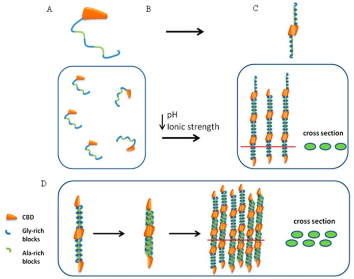 Silk-CBD assembly model. (A) silk-CBD in solution; (B) Concentration and dialysis of the silk-CBD protein solution leads to protein dimer formation (C); and (D) Sonication of silk-CBD exposes hydrophobic domains, which allow for further interactions, creating higher molecular assemblies.