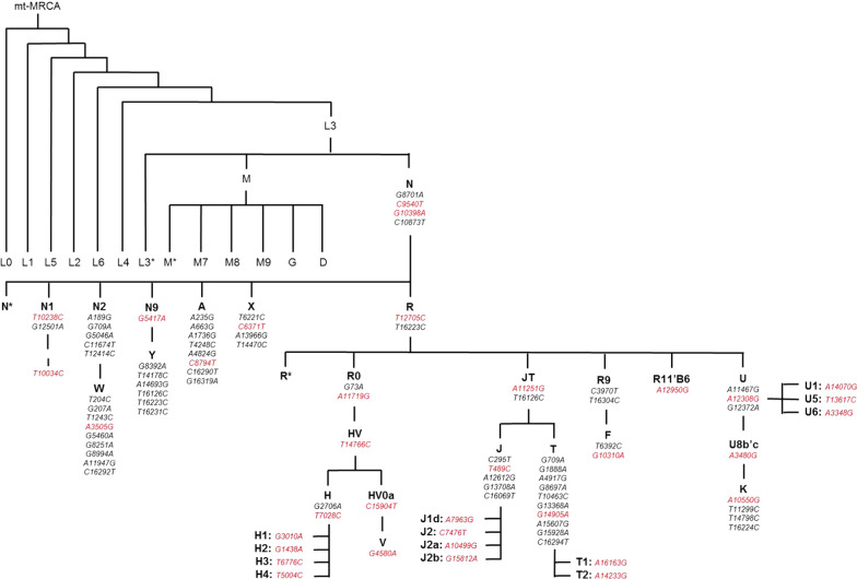 Schematic overview of the mitochondrial phylotree and unique SNPs which define European mitochondrial haplogroups. Mitochondrial SNPs highlighted in red indicate SNPs genotyped using Sequenom iPlex technology (Agena Bioscience, San Diego, CA, USA) to determine mitochondrial DNA haplogroups. Adapted from Phylotree [45]