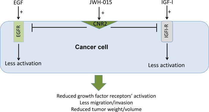 Schematic representation of the anti-tumor role of CNR2 activation in breast cancerSchematic representation of the direct anti-tumor role of CNR2 activation showing the possible cross-talk between CNR2 receptor and EGFR and IGF-IR.