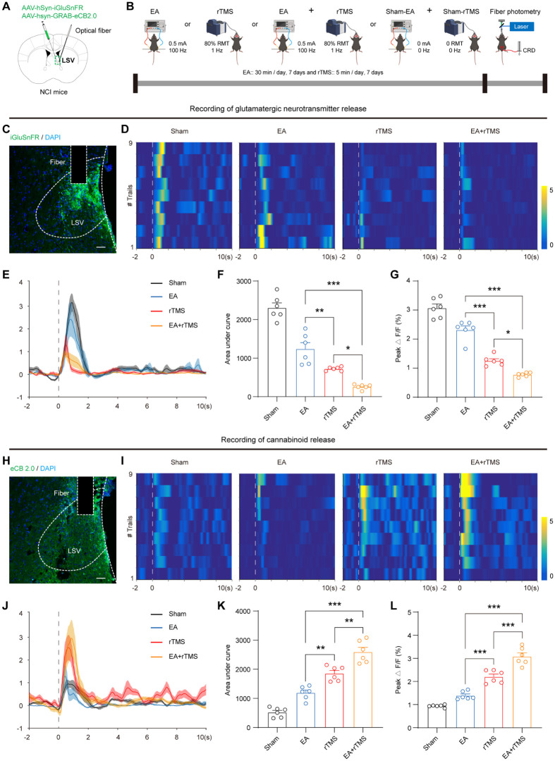 Shows fiber photometry graphs, heatmaps, and charts detailing THC and CGS impact on LSV neurotransmitters.