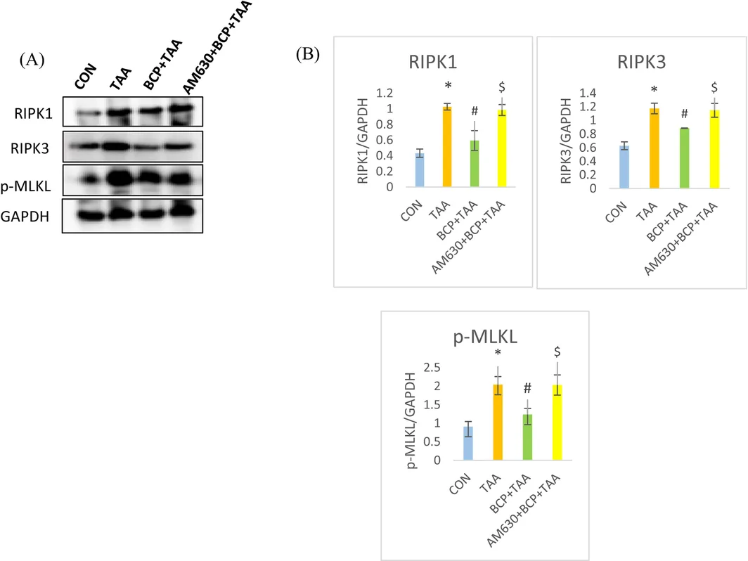 Protein expression of necroptosis markers; RIPK1, RIPK3 and p‐MLKL. (A) Immunoblotting analysis of RIPK1, RIPK3 and p‐MLKL. (B) Quantification of RIPK1, RIPK3 and p‐MLKL protein expression (n = 3–4). *p < 0.05 CON vs. TAA, # p < 0.05 TAA vs. BCP + TAA, $ p < 0.05 BCP + TAA vs. AM630 + BCP + TAA (one‐way ANOVA followed by DMRT). CON: Control, BCP + TAA: β‐Caryophyllene+ Thioacetamide treatment, AM630 + BCP + TAA: AM630 + β‐Caryophyllene + Thioacetamide.