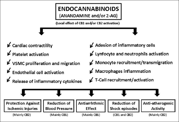 Endocannabinoids exhibit pleiotropic effects on cardiovascular physiology, demonstrating protective activity on several tissues, including the cardiac and the vascular, together with positive impact on various other cells that contribute to cardiovascular/atherosclerotic pathologies, such as the monocytes, macrophages, lymfocyttes, leucocytes, neutrophils and other inflammatory cells