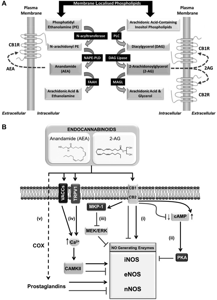 Major pathways involved in the biosynthesis of endocannabinoids and the modulation of NO• production by the ECS. (A) Schematic showing the principal enzymes implicated in the synthesis of the endocannabinoids AEA and 2-AG, which in turn can act on target receptors such as CB1R and/or CB2R in order to convey their biological actions. (B) Activation of CB1R and/or CB2R has been reported to either stimulate or repress the activity of enzymes implicated in NO• synthesis as indicated (i). Cannabinoid receptor activation can lead to either the activation or impairment of intracellular cAMP levels depending on cell type, which in turn may accentuate or relieve PKA-mediated inhibition of NOS-generating enzymes, respectively (ii). Alternatively, CB1R stimulation has been reported to repress NOS activity through activating the protein phosphatase MKP-1 (iii). Endocannabinoids such as AEA have also been shown to target the vanilloid receptor TRPV1 and voltage-activated calcium channels (VACCs) (iv). In these cases, TRPV1/VACC activation would promote elevations in intracellular calcium signalling that may subsequently impact upon the activity of NOS enzymes, for example by regulating CAMKII activity and/or calmodulin binding. Following their uptake into cells, endocannabinoids can also be further processed (by the action of COX enzymes) into derived metabolites such as prostaglandins (eicosanoids), which have also been shown to modulate NOS activity (v).