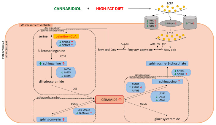 Impact of high-fat diet (HFD) and 2-week cannabidiol (CBD) administration on the sphingolipid metabolic pathway in rat’s cardiomyocytes. ↑, an increase; ↓, a decrease; red arrows represent high-fat feeding for 7 weeks; green arrows represent the effects of 2-week CBD treatment (the last two weeks of high-fat diet regime); long chain fatty acid (LCFA), cluster of differentiation/a scavenger receptor class B protein (SR-B2) (CD36), plasma membrane fatty acid binding protein (FABPpm), fatty acid transport protein 1 (FATP1), fatty acid transport protein 4 (FATP4), fatty acid transport protein 6 (FATP6), serine palmitoyltransferase, long chain base subunit 1 (SPTLC1), serine palmitoyltransferase, long chain base subunit 2 (SPTLC2), ceramide synthase 4 (LASS4), ceramide synthase 5 (LASS5), ceramide synthase 6 (LASS6), dihydroceramide desaturase (DES), acid ceramidase (ASAH1), neutral ceramidase (ASAH2), alkaline ceramidase (ASAH3), sphingosine kinase 1 (SPHK1), sphingosine kinase 2 (SPHK2), sphingomyelin synthase (SGMS), alkaline sphingomyelinase (Alk-SMase), neutral sphingomyelinase (N-SMase), and UDP-glucose ceramide glucosyltransferase (UGCG).