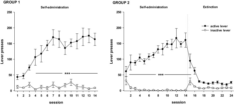 The number of “active” and “inactive” lever presses in rats underwent cocaine (0.5 mg/kg/infusion) self-administration (left panels; group 1) or 10-daily cocaine abstinence with extinction training (right panels, group 2). Data are presented as the mean ± SEM. ***p < 0.0001 versus “inactive” lever