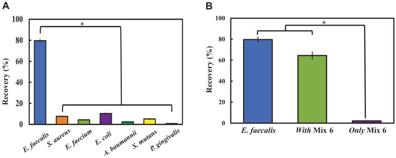 Enterococcus faecalis specificity of the CBD-eMB complex.(A) Bacterial recovery ratios of 7 bacterial species, respectively. (B) Bacterial recovery ratios of mixed bacterial solutions. With Mix 6 (Enterococcus faecalis plus Staphylococcus aureus, Enterococcus faecium, Escherichia coli, Acinetobacter baumannii, Streptococcus mutans, and Porphyromonas gingivalis), and only Mix 6 (six other bacterial species without E. faecalis). *p < 0.001 showing statistical significance.
