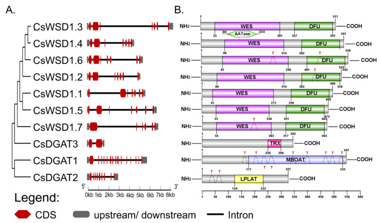 Structures for the CsDGAT gene family. (A) Phylogenetic relationships and gene structures for the CsDGAT gene family. Phylogenetic tree generated by the neighbor-joining tree method with bootstrapping analysis (1000 replicates) based on the protein sequences of CsDGAT. The exon-intron structures for CsDGAT gene family members were visualized with GSDS2.0. The horizontal black lines, red boxes, and gray boxes show introns, coding sequence, and untranslated region, and the scale displays the relative length and position of the introns and exons. (B) Model illustrating transmembrane regions and putative conserved domain structure of 10 CsDGAT protein identified in C. sativa. The CsDGAT family can be divided into three subgroups based on the different conserved domains: CsDGAT1, CsDGAT2, CsDGAT3, and CsWSD1. The grey bars represent the length of each protein sequence, and conserved domains are shown as colored boxes. The conserved domain architectures prediction relies on SMART, and IBS software was used for visualization with default parameters. MBOAT = membrane-bound O-acyl transferase domain, LPAT = lysophospholipid acyltransferase domain, TRX = thioredoxin-like, ferredoxin family domain, WES = wax ester synthase-like Acyl-CoA acyltransferase domain, DUF = domain of unknown function, AATase = alcohol acetyltransferase domain, T: transmembrane domains; The numbered bar indicates the position of amino acid.
