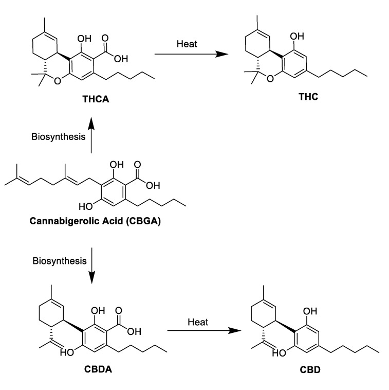 Biosynthesis of the acidic phytocannabinoids Δ9-THCA and CBDA and their decarboxylation into their active forms Δ9-THC and CBD.