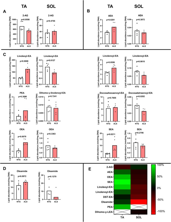 The effect of hSOD1 genotype on the endocannabinoid (congener) abundance in the tibialis anterior (TA) and soleus muscle (SOL). Endocannabinoid(s) (congeners) include 2‐arachidonoylglycerol (2‐AG; panel A), anandamide (AEA; panel B), the NAE congeners (panel C): palmitoylethanolamide (PEA), oleoylethanolamide (OEA), stearoylethanolamide (SEA), linoleoyl ethanolamide (linoleoyl‐EA), linolenoyl‐ethanolamide (linolenoyl‐EA), docosatetraenoyl‐ethanolamide (docosatetraenoyl‐EA or DST‐EA; panel H), dihomo‐γ‐linolenoyl‐ethanolamide (dihomo‐γ‐linolenoyl‐EA), and oleamide (panel D) and; panel H). The individual (dots and triangles) and average (bar) values of nontransgenic control mice (NTG; dots) and hSOD1‐transgene mice (ALS; triangles) are presented. p values of unpaired Student's t‐test (normally distributed) or Mann–Whitney U‐test (not normally distributed). The heat map (panel E) shows the %‐difference in endocannabinoid (congener) muscle abundance between the hSOD1‐transgene and nontransgenic control mice, for the TA and SOL (n = 5/group).