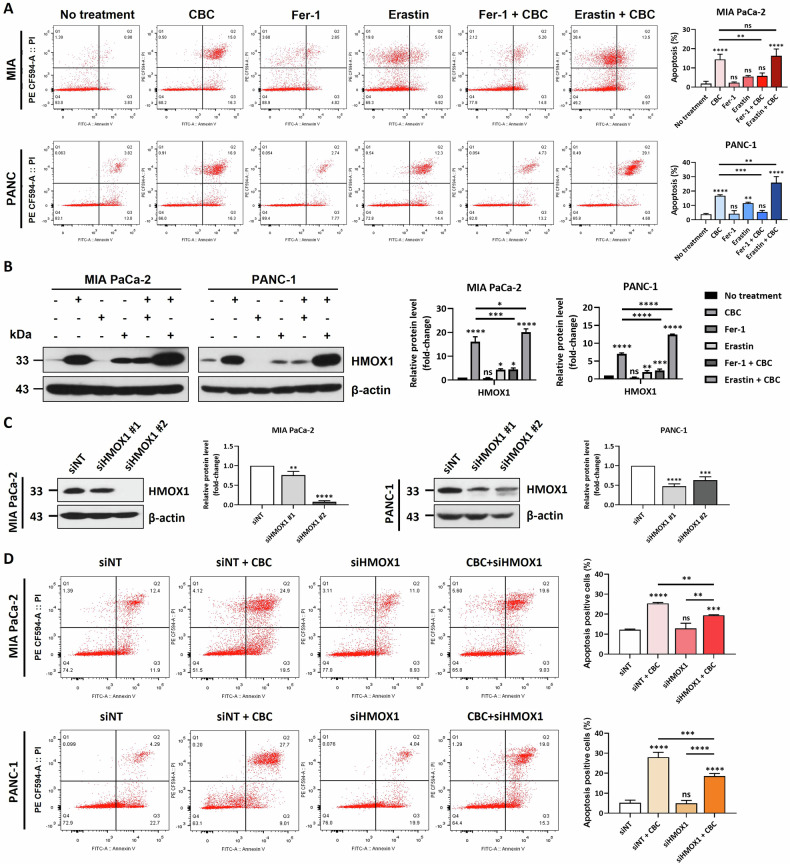 Inhibition on ferroptosis delays cannabichromene (CBC)-induced cell death.A Annexin V-FITC/propidium iodide (PI) staining analysis confirmed that a ferrostatin-1 and erastin 1 h pre-treatment affected CBC-induced cell death. Results are expressed as mean ± SD (n = 3). Statistical analysis was performed with one-way ANOVA followed by Dunnett’s multiple comparison test, with P < 0.01 or P < 0.001 vs. no treatment. B Western blot analysis showing the change in HMOX1 protein expression induced by ferrostatin-1, erastin, and CBC treatment. Results are expressed as mean ± SD (n = 3). Statistical analysis was performed with one-way ANOVA followed by Dunnett’s multiple comparison test, with P < 0.01 or P < 0.001 vs. no treatment. C Two siRNAs for HMOX1 were prepared and transfected into both MIA PaCa-2 and PANC-1 pancreatic cancer cells. The western blot image shows that HMOX1 expression was successfully downregulated after siRNA transfection in the two pancreatic cancer cell lines. Results are expressed as mean ± SD (n = 3). Statistical analysis was performed with one-way ANOVA followed by Dunnett’s multiple comparison test, with P < 0.01 or P < 0.001 vs. siNT. D Annexin V-FITC/PI staining analysis showed that HMOX1 inhibition affected CBC-induced cell death. Statistical significance was determined using Student’s t tests, with p-values ≤ 0.05 indicating statistical significance. Results are expressed as mean ± SD (n = 3). Statistical analysis was performed with one-way ANOVA followed by Dunnett’s and Tukey’s multiple comparison test, with P < 0.01 or P < 0.001 vs. siNT. MIA PaCa-2 and PANC-1 cells were treated 35 μM and 30 μM CBC, respectively. Additional treatments included 10 μM Fer-1 and erastin.