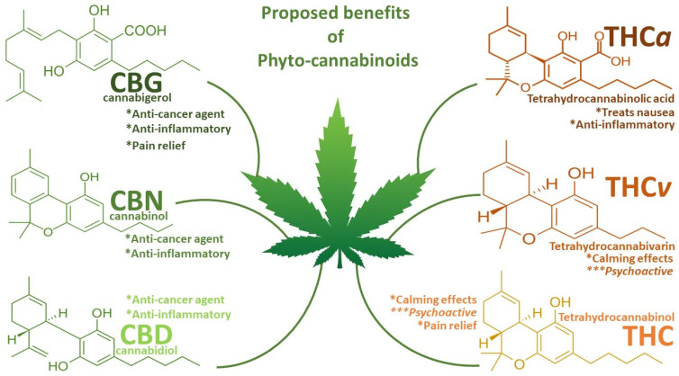 Summary diagram of the proposed benefits of phytocannabinoids. Special attention is given to the anti-cancer and anti-inflammatory capabilities of CBG, CBN, and CBD and their lack of calming or psychoactive effects, which has justified their pursuit in medical research, particularly on CBD over the THC and THC derivatives. * = beneficial effects; *** = negative effects.