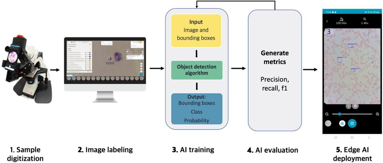 Simplified study design and workflow.