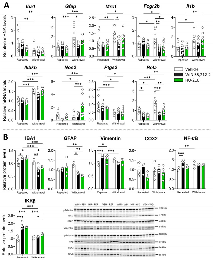Repeated administration and withdrawal of WIN 55,212-2 and HU-210 on gliosis and inflammatory markers of gene expression (A) and protein levels (B) in the hippocampus. Two-way analysis of variance (ANOVA), whose factors were dependence (repeated administration vs. withdrawal) and drug (vehicle vs. WIN 55,212-2 or HU-210) followed by Tukey post hoc test for multiple comparisons between two groups (*). A p value < 0.05 was considered statistically significant (* = p < 0.05, ** = p < 0.01, *** = p < 0.001).
