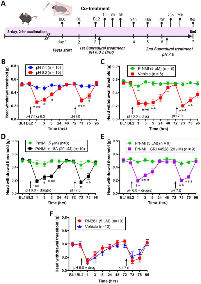 Co-treatment with PrNMI prevents acid-induced allodynia and latent sensitization by activating CB1 and CB2 receptors.A: Schematic representation of the experiment. B: Supradural administration of pH-6.0 but not pH-7.4 saline produces allodynia in the periorbital area which recovers by 48 hrs. At 72 hrs, supradural administration of pH-7.0 saline induces allodynia only in mice previously injected with pH-6.0 saline. C: PrNMI co-administration with pH-6.0 saline prevents both episodes of allodynia. D: Analgesic effects of PrNMI are blocked by co-administration with the peripherally-restricted selective CB1R inverse agonist, 18A. E: Analgesic effects of PrNMI are blocked by co-administration with the selective CB2R inverse agonist, SR144528. * P < 0.05, ** P < 0.01, *** P < 0.001 (two-way repeated measures analysis of variance). F: Co-administration of RNB61 with pH-6.0 saline does not prevent the initial or latent allodynic responses. P = 0.9326 (two-way repeated measures analysis of variance).