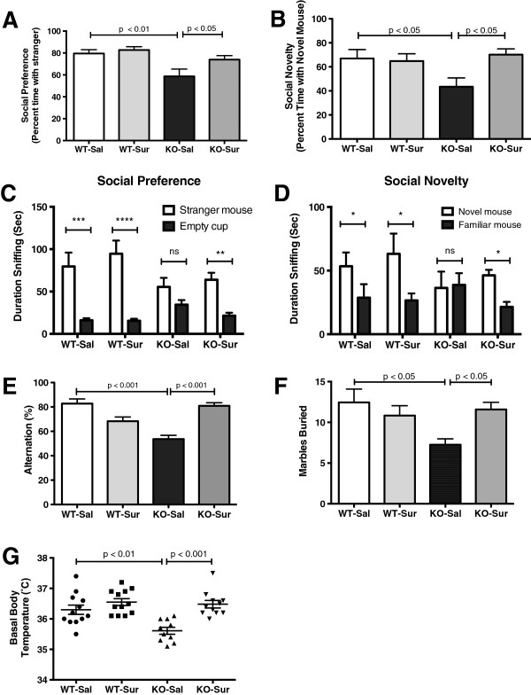 ASD-like symptoms were improved by antipurinergic therapy. (A) Social preference measured as percent time. Fmr1 knockouts treated with saline showed significant deficits in social preference compared to wild-type controls (F(3,38) = 5.94, P = 0.002) and suramin corrected this (P <0.05). (B) Social novelty measured as percent time. Fmr1 knockouts treated with saline also showed significant deficits in social novelty. (F(3,38) = 3.49, P = 0.025) and suramin restored this (P <0.05). (C) Social preference as absolute time spent interacting socially. Fmr1 knockouts were less social than wild-type controls and suramin treatment corrected this (cup F(1,76) = 56.5, P = 0.0001; cup x group F(3,76) = 3.55, P = 0.018). (D) Social novelty as absolute time interacting with a novel mouse. Fmr1 knockouts showed decreased novelty preference and suramin improved this (social stimulus main effect F(1,76) = 8.6; P = 0.004); social stimulus x group F(3,76) = 3.1, P = 0.032. Age 17 weeks; N = 9-12 per group for Social Preference/Social Novelty test. (E) Restoration of spontaneous alternation in the T-maze. Suramin improved spontaneous alternation in the Fmr1 knockouts, but had not effect on FVB controls (F(3,41) = 16.6; P <0.0001). Age 13 weeks; N = 11-12 per group. (F) Restoration of normal marble burying. Fmr1 knockouts treated with saline buried fewer marbles compared to controls (F(3,37) = 3.15; P = 0.037) and suramin corrected this (P <0.05). Age 16 weeks; N = 9-12 per group. (G) Relative hypothermia in the Fragile X model and correction with suramin. Fmr1 knockout animals treated with saline had core temperatures that were 0.5-0.7°C lower than wild-type FVB controls (F(3,41) = 10.45, P <0.0001). Suramin restored normal body temperature in Fmr1 knockouts (P = 0.001). Age 15 weeks, N = 11-12 per group. Values are expressed as means +/- SEM.