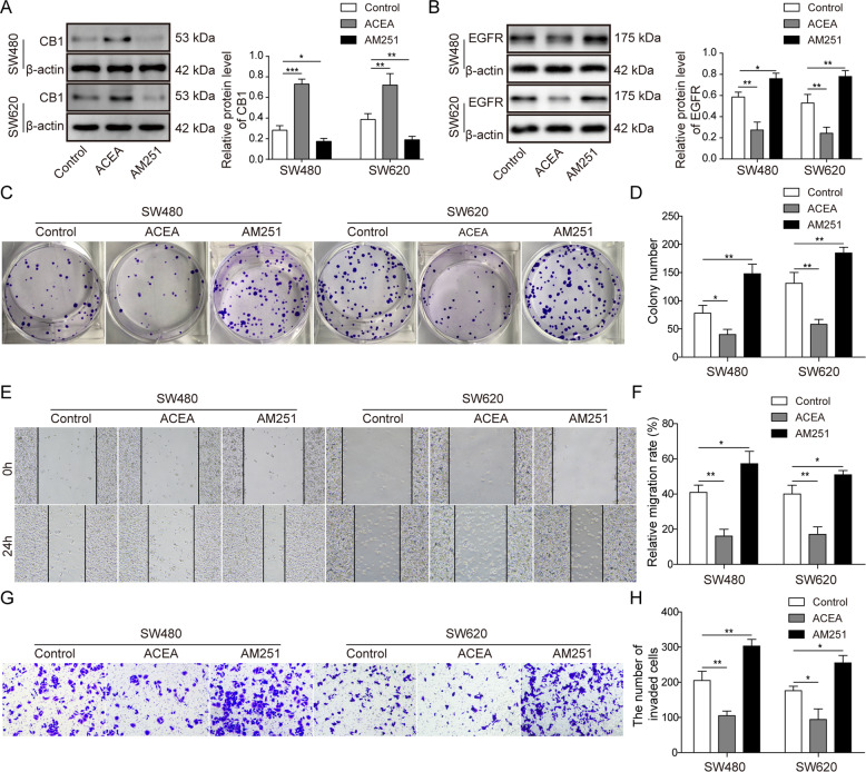 CB1 activation suppressed the proliferation, migration and invasion of colorectal cancer cells.A Western blot assay tested the protein level of CB1 after ACEA and AM251 treatment. B Western blot analysis showed that CB1 activation significantly decreased the expression of EGFR while its inhibition increased the expression of EGFR. C, D Colony forming assay showed that CB1 activation suppressed colony formation of colorectal cancer cells, while its inhibition promoted colony formation. E, F Wound healing test showed that CB1 activation prevented cell migration while CB1 inhibition enhanced cell migration of colorectal cancer cells. G, H Transwell invasion assay demonstrated that CB1 activation blocked cell invasion while CB1 inhibition enhanced cell invasion of colorectal cancer cells. *P < 0.05; **P < 0.01; ***P < 0.001.