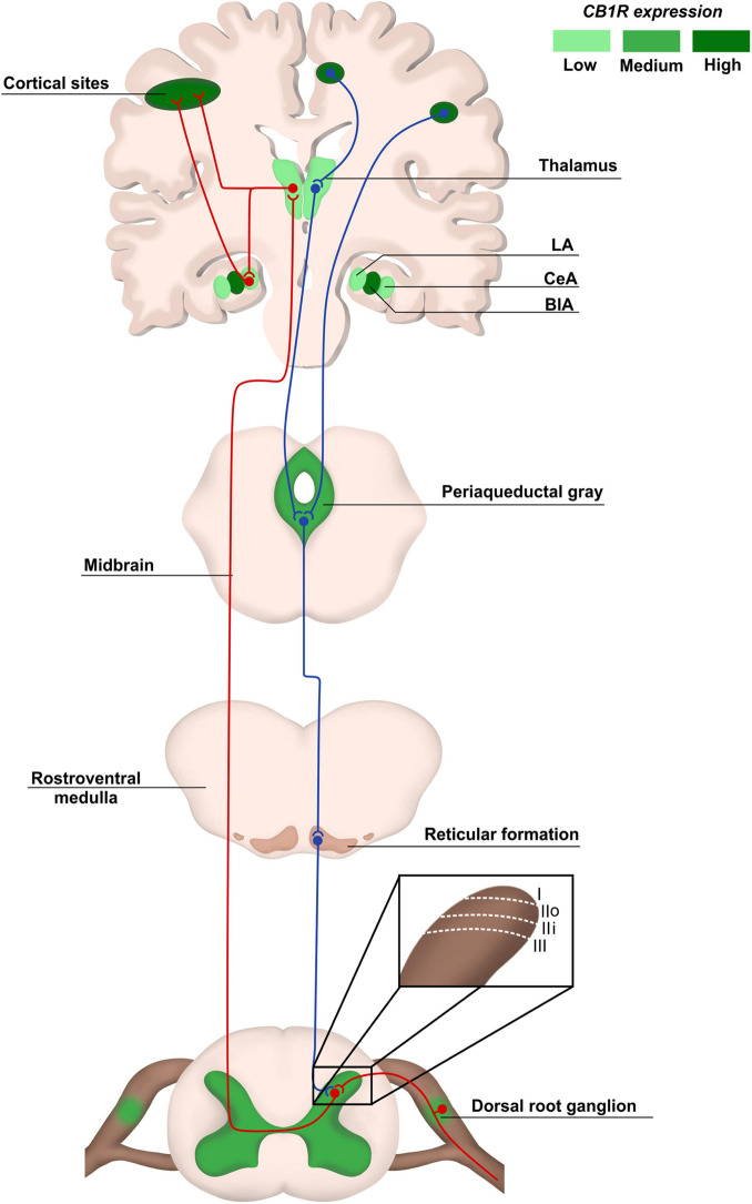 Pain anatomical pathways and CB1R expression. Ascending pain pathways (in red) are carried from the body periphery through sensory neurons of dorsal root ganglia (DRG) that synapse mainly with laminaes I to III in the dorsal spinal cord. Projection neurons make connections with brain areas such as thalamus and cortex. The descending pathways (in blue), responsible for pain modulation, involve areas such as the periaqueductal gray matter and amygdala, ending in the dorsal spinal cord. The CB1R distribution is heterogeneous in pain pathway areas, being more concentrated in regions such as cortex and Central Amygdala (CeA). LA, lateral amygdala; CeA, central amygdala; BlA, basolateral amigdala.