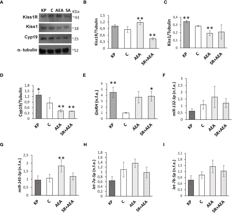 Modulation of Kiss1R, Kiss1, Cyp19, GnRH, and miR expression in mediobasal hypothalamus homogenates. Representative Western blots (n = 4) for Kiss1R, Kiss1, and Cyp19 (A) and normalization of Kiss1R (B), Kiss1 (C), and Cyp19 signals (D) carried out against α-tubulin. Quantitative expression (n = 6) of GnRH (E) and miR-132-3p, Mir-145-5p, let-7a-5p, and let-7b-5p (F–I) carried out by qPCR. Data are expressed as protein OD/tubulin OD ± standard deviation or normalized fold expression (n.f.e.) ± SEM against the housekeeping genes HPRT/β-actin/U6 and the control group used as reference sample. C, control group (placebo injected animals); KP, animals injected with Kp10; AEA, animals injected with AEA; SR + AEA (SA), animals first received SR141716A and 30 min later received AEA treatment. **p< 0.01, *p< 0.05 vs. the control group.