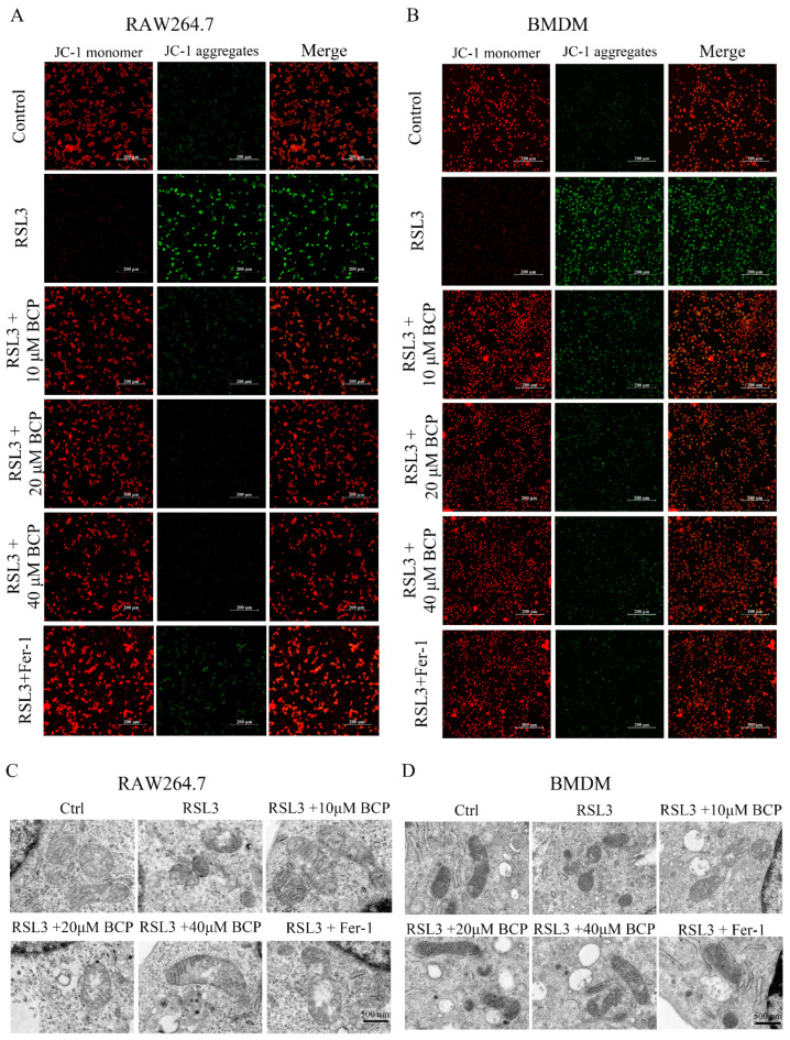 BCP ameliorates mitochondrial damage induced by RSL3. RAW264.7 macrophages or BMDMs were treated with 500 nM RSL3 in the presence of different concentrations of BCP or 400 nM Fer−1 for 6 h. (A,B), Representative JC-1 staining images showing mitochondrial membrane potential changes of RAW264.7 macrophages and BMDMs. Scale bar, 200 μm. (C,D), Transmission electron microscopy of RAW264.7 macrophage and BMDM mitochondria after different treatments. Scale bar, 500 nm. BCP, β-Caryophyllene; BMDM, bone marrow-derived macrophage; Fer−1, ferrostatin−1; RSL3, ras-selective lethal small molecules 3.