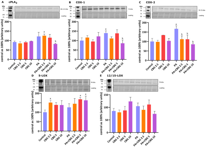 The levels of cytosolic phospholipase A2—cPLA2 (A), cyclooxygenase 1 and 2—COX-1 (B) and COX-2 (C), and 5-lipoxygenase—15-LOX (D) as well as 12/15-lipoxygenase—12/15-LOX (E) in H9c2 cardiomyocytes after 18 h incubation with palmitate (PA; 300 μM) and/or cannabigerol (CBG; 10 μM). The data are expressed as mean values ± SD and are based on three independent determinations in each group; a p < 0.05 indicates a significant difference: the control group in comparison to the examined group; b p < 0.05 indicates a significant difference: the PA group in comparison to the examined group.
