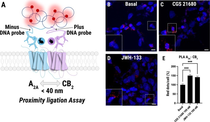 Selective agonist treatment promotes A2A–CB2 heteromerization in a heterologous system. Proximity Ligation Assays (PLA) were performed in HEK‐293T cells co‐expressing A2A and CB2 receptors to detect and quantify heteromeric complexes. (A) Schematic representation of the PLA principle, showing detection of A2A and CB2 receptors using species‐specific primary antibodies and corresponding DNA probes, which generate a fluorescent signal (red dots) upon ligation and amplification. Representative confocal microscopy images of PLA assays in HEK‐293T cells under basal conditions (B), or after stimulation (for 1 h) with the selective A2AR agonist, CGS 21680 (100 nM) (C) or the selective CB2 agonist, JWH‐133 (100 nM) (D). Red dots indicate A2A–CB2 heteromers; nuclei were stained with Hoechst (blue). Insets show zoomed regions. Scale bar = 15 μm. (E) Quantification of PLA signals. Data are expressed as the number of PLA‐positive red dots per cell, normalized to the basal condition, which was set to 100%. Bars represent mean ± SEM of single‐cell values pooled from n = 3 independent experiments. Statistical analysis was performed by one‐way ANOVA followed by Dunnett's post hoc test versus basal. The ANOVA showed a significant effect of treatment (F(2, 6) = 87.21; global p < 0.001), and Dunnett's test indicated significant differences versus basal (***p < 0.001).