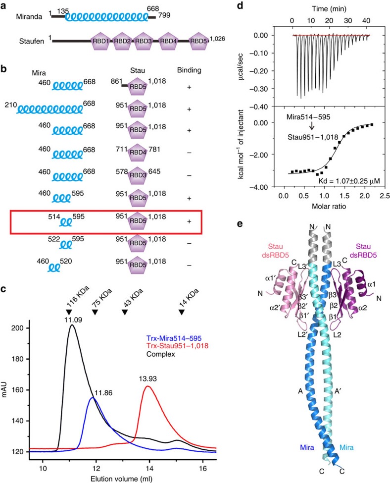 The interaction between Mira and Stau.(a) Domain organization of Miranda and Staufen. (b) SEC-based analyses of the interactions between various Mira and Stau fragments. (c) SEC profiles of Trx-Mira514–595 (blue), Trx-Stau951-1,018 (red) and the Trx-Mira514–595/Trx-Stau951-1,018 complex (black), showing pronounced shift in elution volume for the complex compared with either of the two individual proteins. mAU, milliabsorbance units. The elution volumes of the peaks and the molecular mass standards are indicated at the top of the panel. (d) ITC of purified Trx-Mira514–595 and Trx-Stau951-1,018, indicating a complex with a dissociation constant of 1.07±0.25 μM. (e) Ribbon diagram representation of the Mira514–595/Stau dsRBD5 complex structure. Mira coiled-coil dimer is coloured in navy blue and cyan, Stau dsRBD5s are coloured in purple and pink, and the grey part indicates the remained fragment after Trx-tag cleavage.